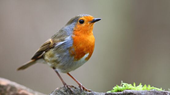 5 œuvres pour découvrir…"les oiseaux"
